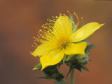 Lindley's Blazing Star  Mentzelia Lindleyi  California  USA