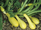 Early Summer Crookneck Squash