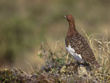 Willow Ptarmigan in Summer Plumage  Lagopus Lagopus  Canada