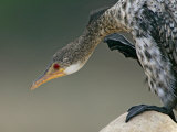 Long-Tailed Cormorant Juvenile Head  Lake Baringo  Kenya  Africa