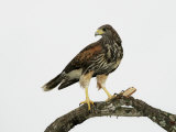 Juvenile Harris's Hawk  Parabuteo Unicinctus  Western USA
