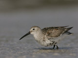 Dunlin Foraging  Calidris Alpina  North America