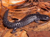 Flatwoods Salamander (Ambystoma Cingulatum)  a Threatened Species  Eastern USA