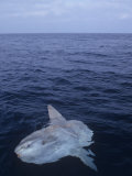 Ocean Sunfish (Mola Mola) Showing its Common Basking Posture in the Open Sea  North America