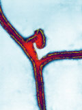 Marburg Virus