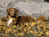 Nova Scotia Duck Tolling Retriever Variety of Domestic Dog