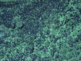 Azurite and Malachite  Bisbee  Arizona  USA