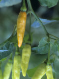 Tabasco Peppers Developing