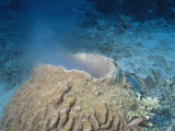 Giant Barrel Sponge Spawning  Xestospongia Testudinaria  Phylum Porifera  Malaysia