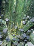 Tourmaline Elbaite Crystals on Quartz
