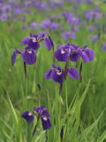 Blue Flag Iris Flowers (Iris Setosa)  North America
