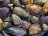 Freshwater Mussels from the Ohio River Drainage  USA
