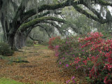 Live Oaks  Quercus Virginiana  and Azaleas  Magnolia Plantation