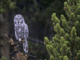 Great Gray Owl in a Coniferous Forest (Strix Nebulosa) Yellowstone National Park  Wyoming  USA