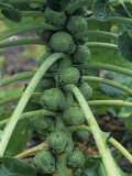 Brussel Sprouts on the Plant Stem  Brassica Oleracea
