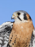 Male American Kestrel  Falco Sparverius  USA
