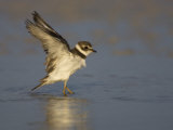 Semipalmated Plover with Outstretched Wings  Charadrius Semipalmatus  North America