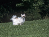 Chinese Crested Breed of Domestic Dog
