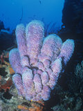 Azure Vase Sponge  Callyspongia Plicifera  Phylum Porifera  Caribbean