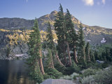 Whitebark Pines Near Timberline Showing Krummholz Growth (Pinus Albicaulis)  Western North America