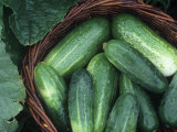 Cucumber Harvest in a Basket  Fancipak Variety (Cucumis Sativus)