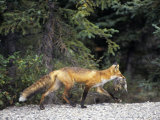 Red Fox (Vulpes Vulpes) with Ground Squirrel Prey in its Mouth  North America