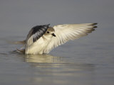 Snowy Plover  Charadrius Alexandrinus  with Spread Wings  an Endangered Species  USA