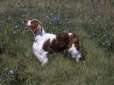 Welsh Springer Spaniel Variety of Domestic Dog