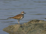 Killdeer  Charadrius Vociferus  USA