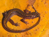 Dark-Sided Salamander (Eurycea Melanopleura)