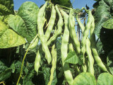 Pole Snap Beans Ripening on the Plant  'Champagne'