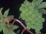 Castor Bean Poisonous Fruits Due to Ricin (Ricinus Communis)  Euphorbiaceae  North America