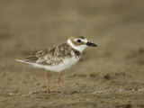 Juvenile Wilson's Plover Charadrius Wilsonia  North America