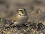 Horned Lark (Eremophila Alpestris)  California  USA