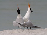 Royal Tern  Sterna Maxima  Pair in Courtship Display  Southern USA