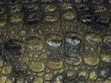 Close-Up of Scales on a Nile Crocodile  Crocodylus Niloticus  East Africa