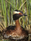 Horned Grebe on the Nest  Podiceps Auritus  North America