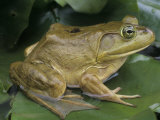Bullfrog (Rana Catesbeiana) on a Lily Pad  North America