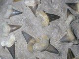 Fossil Shark Teeth  Eocene Epoch  65-33 MYA  Morocco