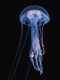 Luminescent Jellyfish  Pelagia Noctiluca  France  Mediterranean Sea