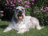 Giant Schnauzer Variety of Domestic Dog