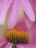 Purple Cone Flower  Rudbeckia Purpurea