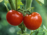 Cherry Tomato