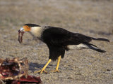 Crested Caracara  Caracara Plancus  Feeding on Vertebrate Prey  Texas  USA