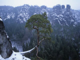 Scotch Pine  Pinus Sylvestris  Illustrating Geotropism  Europe
