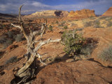 Twisted Tree and Sandstone Formations  Coyote Buttes Area  Paria Canyon  Arizona  USA