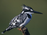 Pied Kingfisher  Ceryle Rudis  Lake Navasha  Kenya