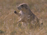 Black-Tailed Prairie Dog  Cynomys Ludovicianus  Wyoming  USA