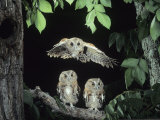 A Screech Owl in Flight  Otus Asio
