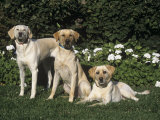 Yellow Labrador Retriever Variety of Domestic Dog